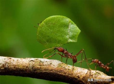 為什麼螞蟻會突然出現 自來雀